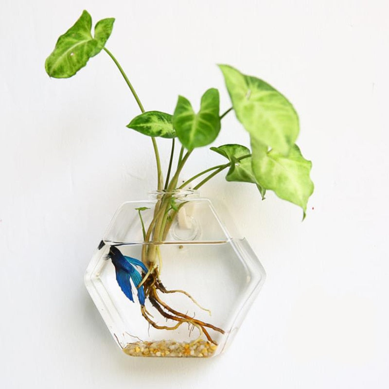 hanging glass plant pots Hanging Glass Planter Terrarium– Silky decor