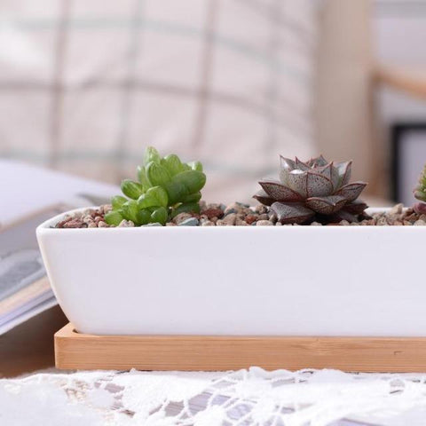 Charlotte - Classic Bonsai Planter Set - Silky decor