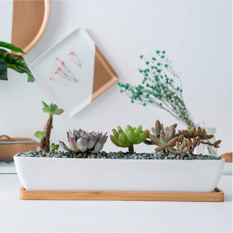 Charlotte - Classic Bonsai Planter Set