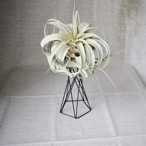 Nordic Style Air Plant Holder - Silky decor