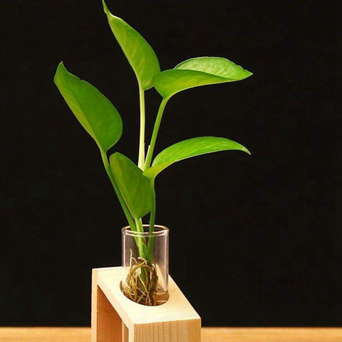 Clara - Hydroponic Crystal Glass Planter Set - Silky decor