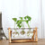 Terra - Hydroponics Transparent Plant Vase