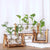 Terra - Hydroponics Transparent Plant Vase