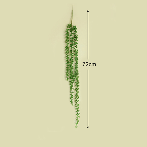 Green Decorative Succulent Plants
