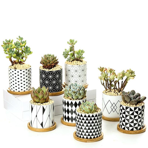 Aiva - Nordic Geometric Succulent Planter - Silky decor