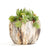 Deidra - Modern Bonsai Marbling Flower Pot (4 pcs) - Silky decor