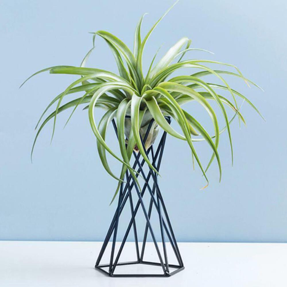 air plant holder desk Nordic Style Air Plant Holder– Silky decor