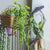 Green Decorative Succulent Plants