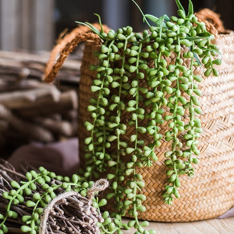 Green Decorative Succulent Plants