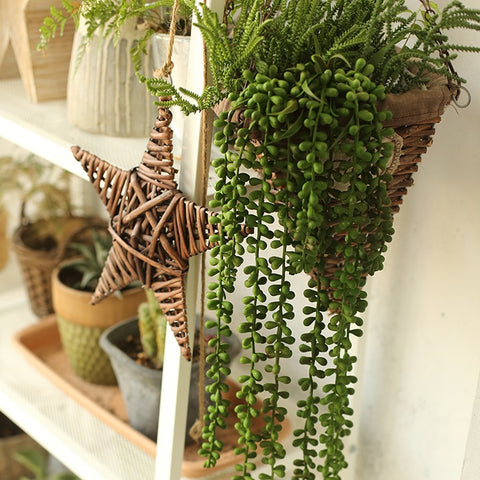 Green Decorative Succulent Plants