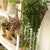 Green Decorative Succulent Plants