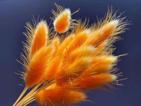 Beautiful Dried Pampas Grass Boquet