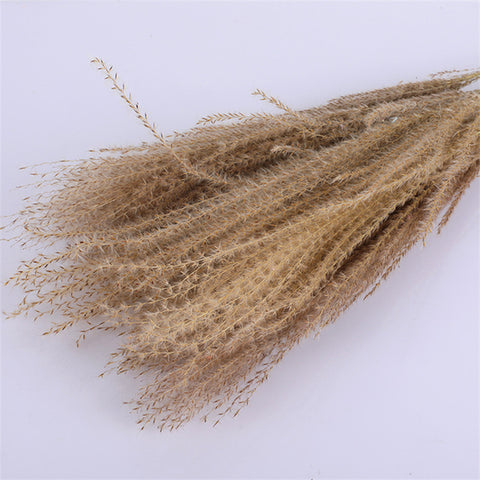 Beautiful Dried Pampas Grass Boquet